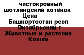чистокровный шотландский котёнок  › Цена ­ 1 500 - Башкортостан респ., Октябрьский г. Животные и растения » Кошки   